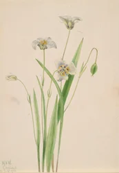 Orejas de gato, Calochortus elegans, 1923.
