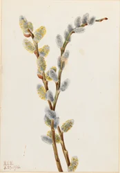 Sauce discolor (Salix discolor)
