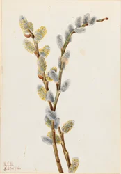 Sauce decolorado Salix discolor, 1920.