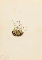 Androsace pigmea Androsace subumbellata
