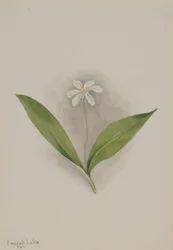 Queencup Clintonia uniflora