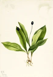 Clintonia uniflora, 1922