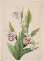 Zapatito de la reina (Cypripedium reginae)