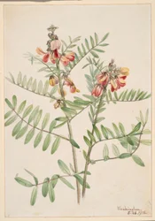 Conejo (Cracca virginiana)