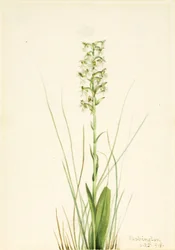 Orquídea de flecos rasgados (Habenaria lacera)