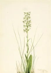 Orquídea de flecos deshilachados Habenaria lacera, 1918
