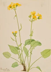 Hierba cana Senecio burkei