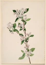 Aronia roja (Aronia arbutifolia)