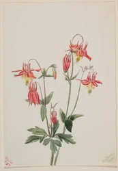 Columbina roja (Aquilegia formosa)