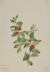 Comandra roja (Comandra livida)