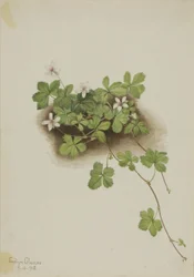 Arándano rojo (Rubus pedatus)