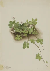 Zarzamora roja Rubus pedatus, 1918