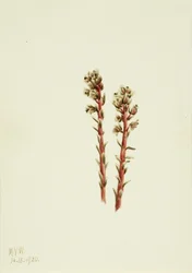 Pinosapo rojo (Hypopitys lanuginosa)