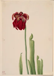 Planta de jarra roja (Sarracenia jonesii)