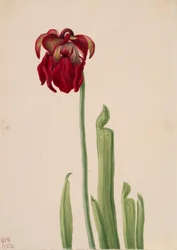 Planta jarra roja Sarracenia jonesii, 1930