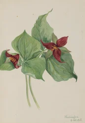 Trilo rojo (Trillium erectum)