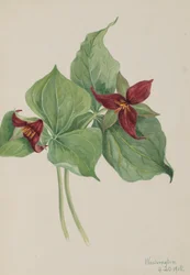 Trillium rojo Trillium erectum