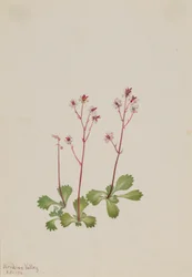 Saxifraga de tallo rojo (Saxifraga lyallii)