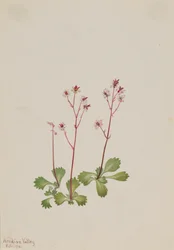 Saxifraga de tallo rojo Saxifraga lyallii, 1916