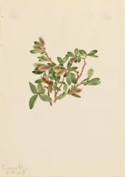 Sauce roquero (Salix petrophila)
