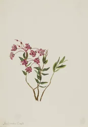 Kalmia de las Montañas Rocosas (Kalmia microphylla)