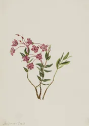 Kalmia de las Montañas Rocosas Kalmia microphylla
