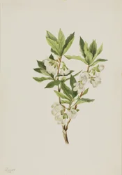 Rododendro de las Montañas Rocosas (Rhododendron albiflorum)