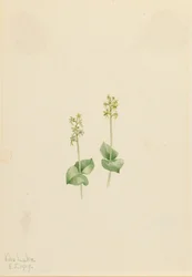 Orquídea de montaña rocosa Ophrys necrophylla, 1919