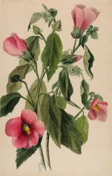 Genciana rosada (Sabbatia angularis)