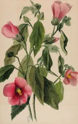 Rosa Gentiana Sabbatia angularis, 1880