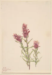 Rosal (Castilleja pallida)