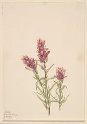 Pincel de rosa Castilleja pallida, 1920