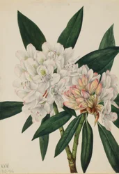Rododendro de Rosebay (Rhododendron maximum)