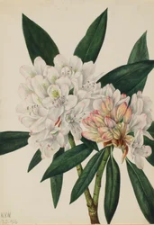 Rhododendron maximum, 1926