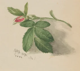 Capullo de rosa, 1872