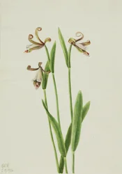 Orquídea capullo de rosa (Pogonia divaricata)