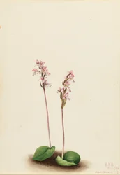 Orquídea de hoja redonda (Orchis rotundifolia)