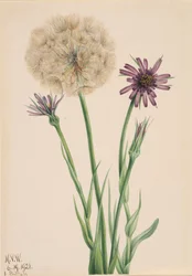 Salsifí Tragopogon porrifolius
