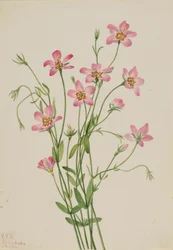Rosegenia de las marismas (Sabbatia stellaris)