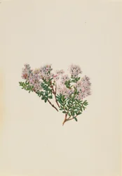 Mirto de arena (Leiophyllum lyoni)