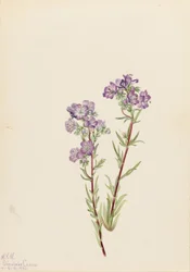 Phacelia de arena (Phacelia linearis)