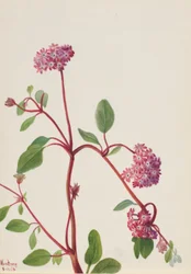 Verbena de arena (Abronia umbellata)