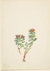 Sanifoiga adscendeus, 1920