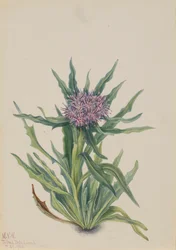 Saussurea Saussurea densa, 1925