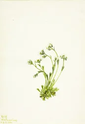 Saxifrage (Saxifraga caespitosa)