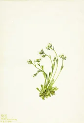 Saxifraga Saxifraga caespitosa