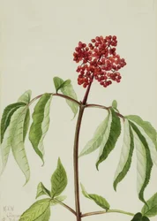 Saúco escarlata Sambucus pubens, 1922