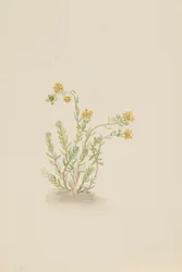 Sedum stenopetalum, ca. 1917-1918