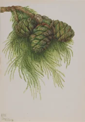 Secuoya Sequoia gigantea, 1896