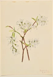 Arbusto del sábalo (Amelianchier oblongifolia)